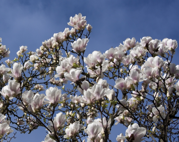 I fiori dell'albero del vicino... di Luigi Prearo