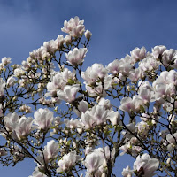 I fiori dell'albero del vicino... di 