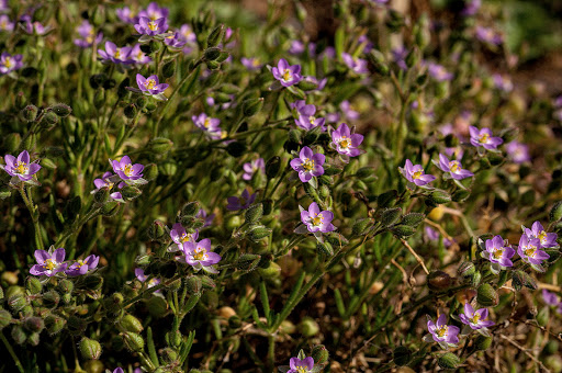 Spergularia media