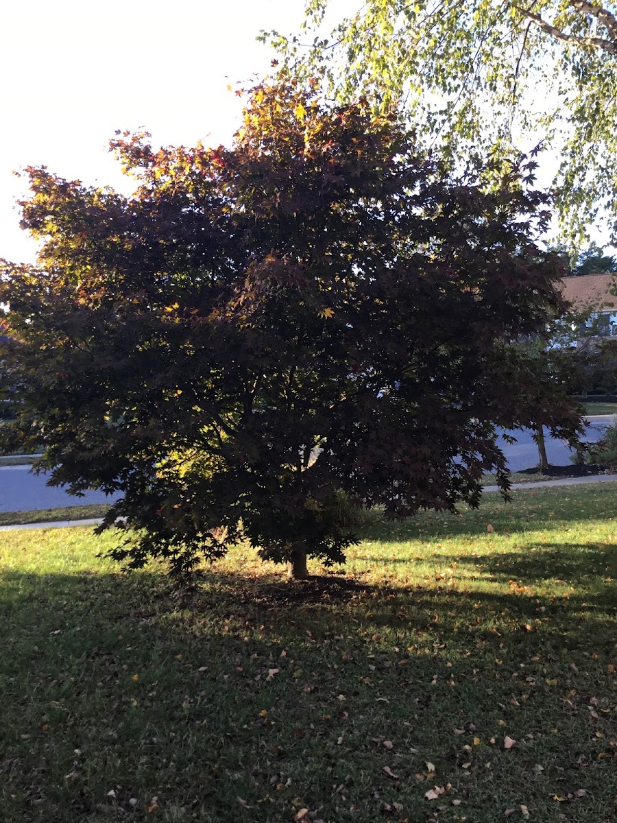 Japanese maple