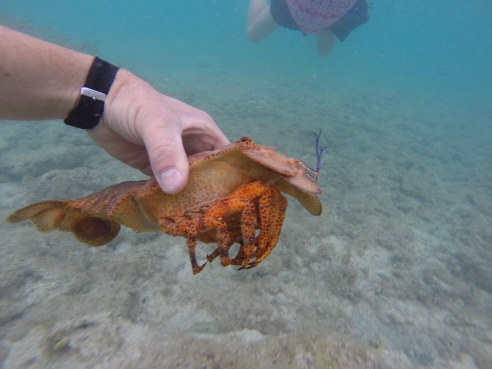 Slipper Lobster