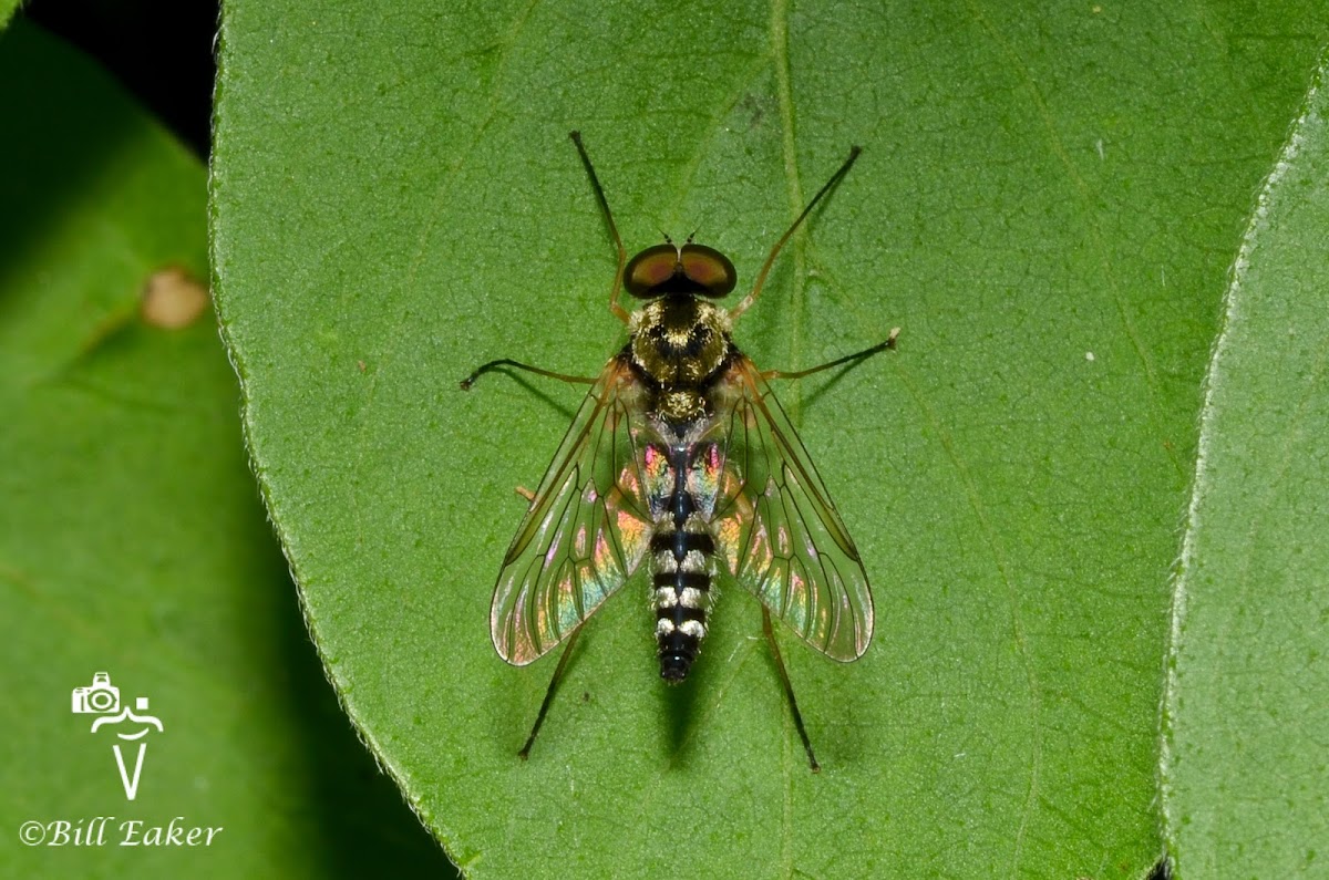 Ornate Snipe Fly