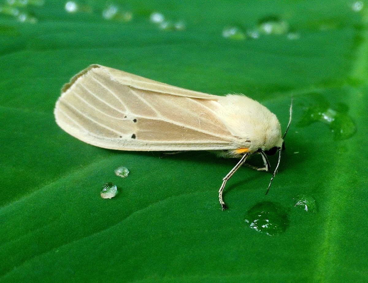 Arctiidae Moth