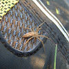 Slender crab spider