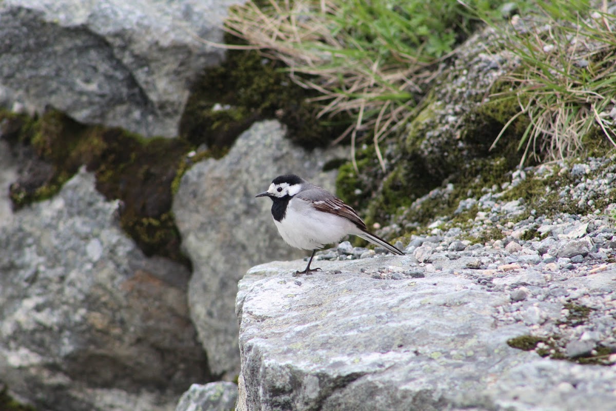 white wagtail