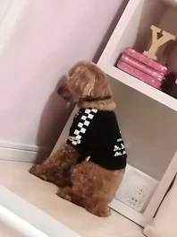 犬の恋