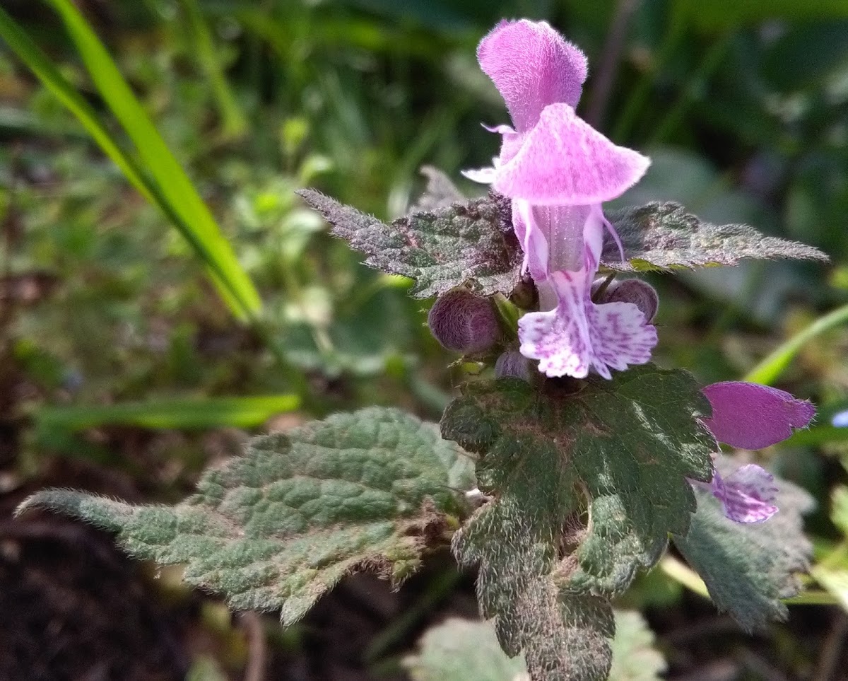 Plantaginaceae