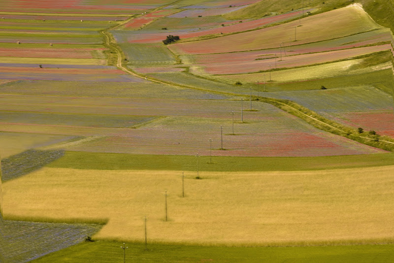 Fioritura di Castelluccio  di Tatiana_D