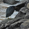 Green Heron