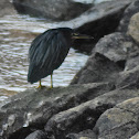 Green Heron