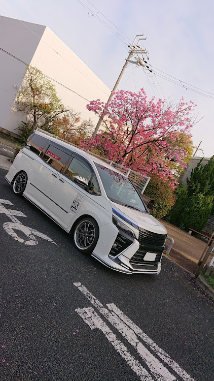 ヴォクシーのVOXY・TRD・桜とコラボに関するカスタム事例の投稿画像1枚目
