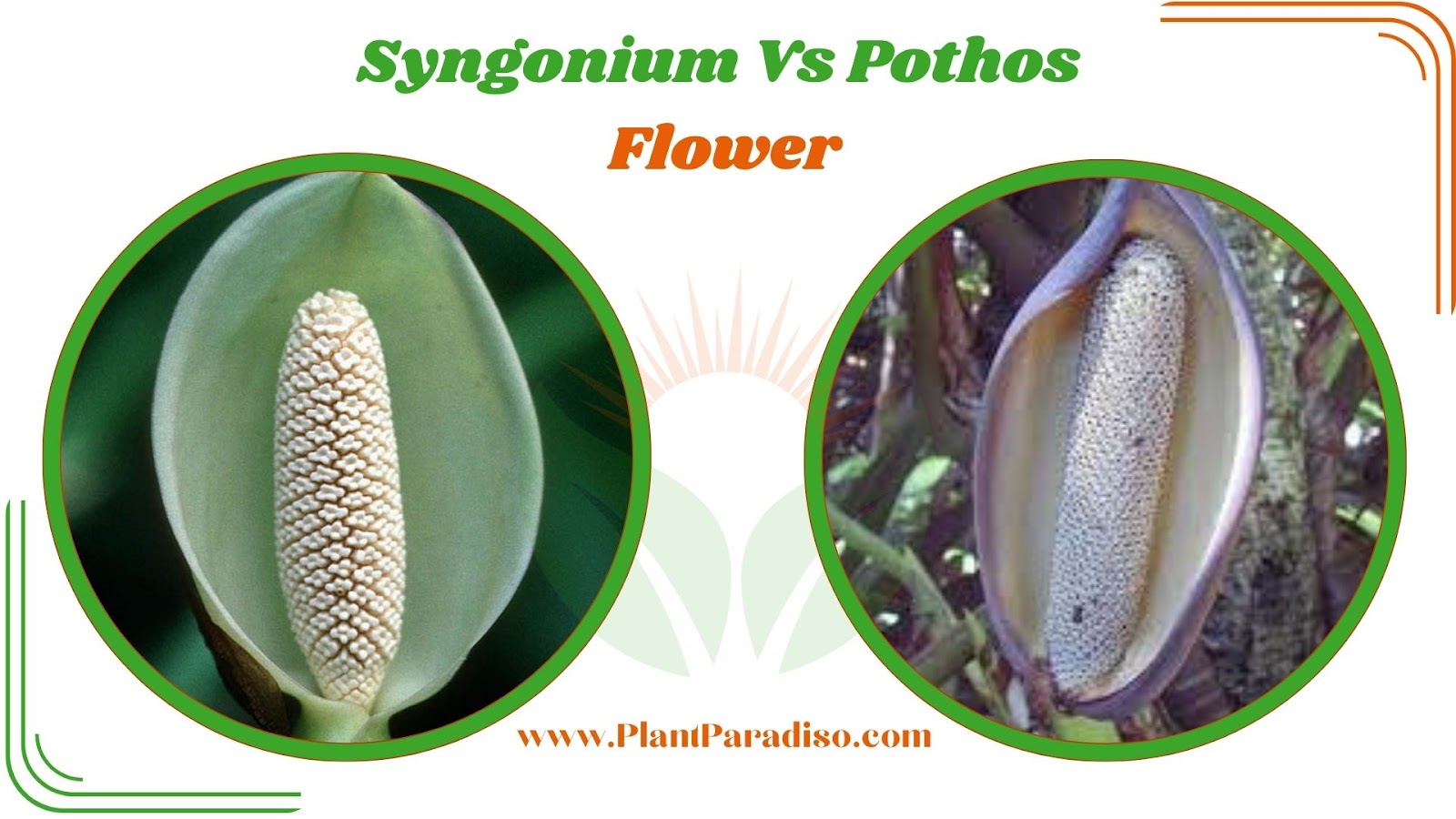 Syngonium Vs Pothos