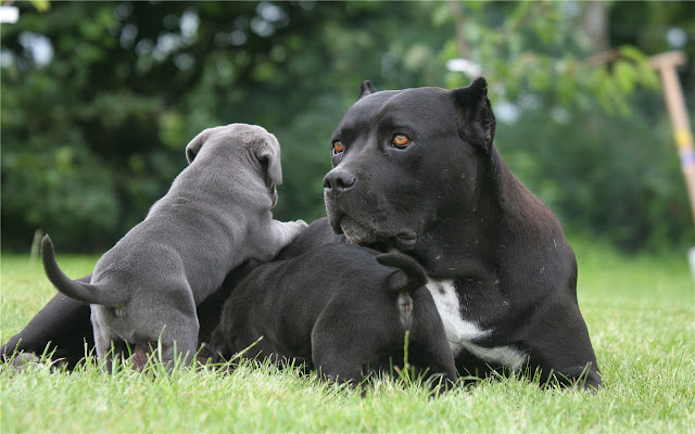 cane corso Themes & New Tab