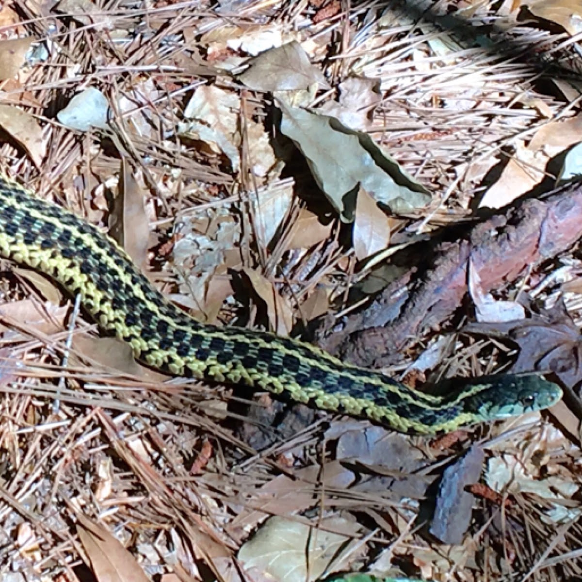 Eastern Garter snake