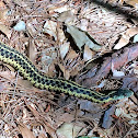 Eastern Garter snake