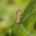 Crassa unitella