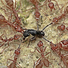 Red Weaver Ants