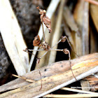 wandering violin mantis, ornate mantis, Indian rose mantis