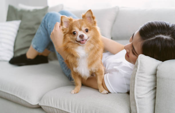 Caring for Your Chihuahua