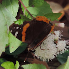 Red Admiral