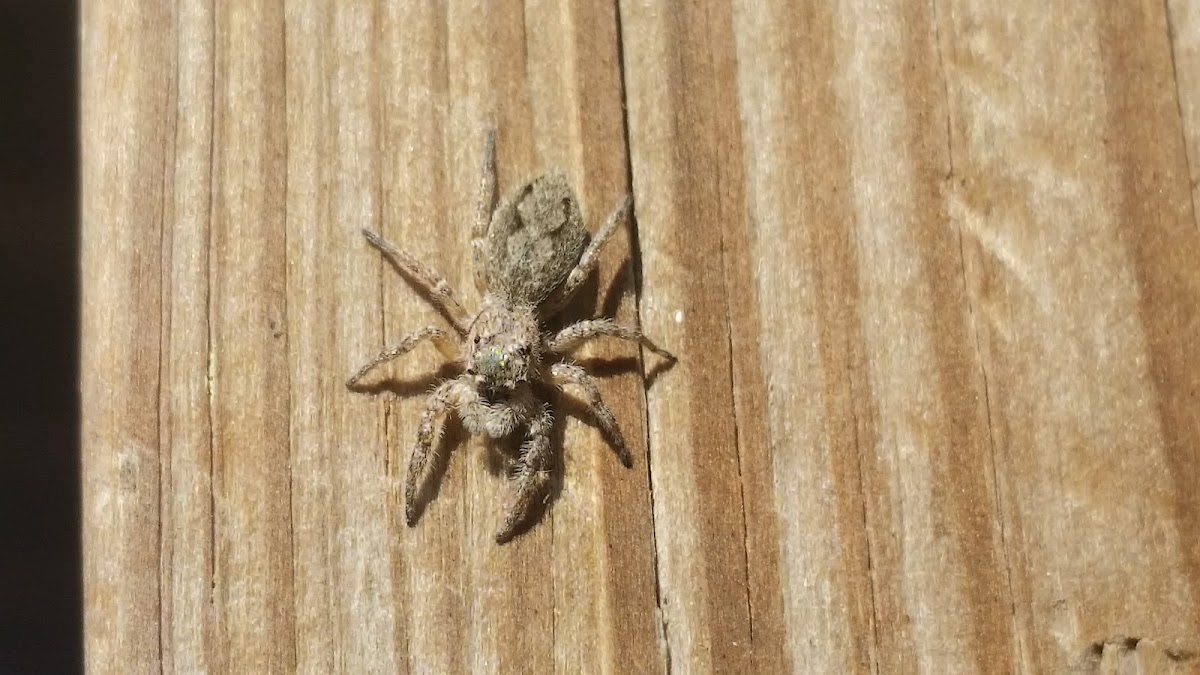 Jumping spider