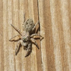 Jumping spider