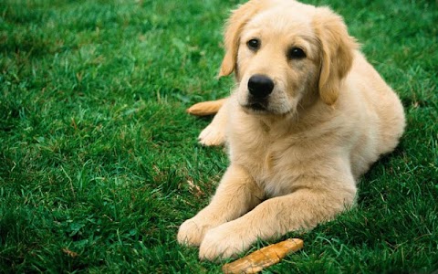 Golden Retriever Wallpaper screenshot 7