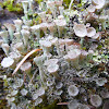 Trumpet lichen