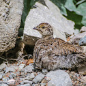 Sooty Grouse Chick