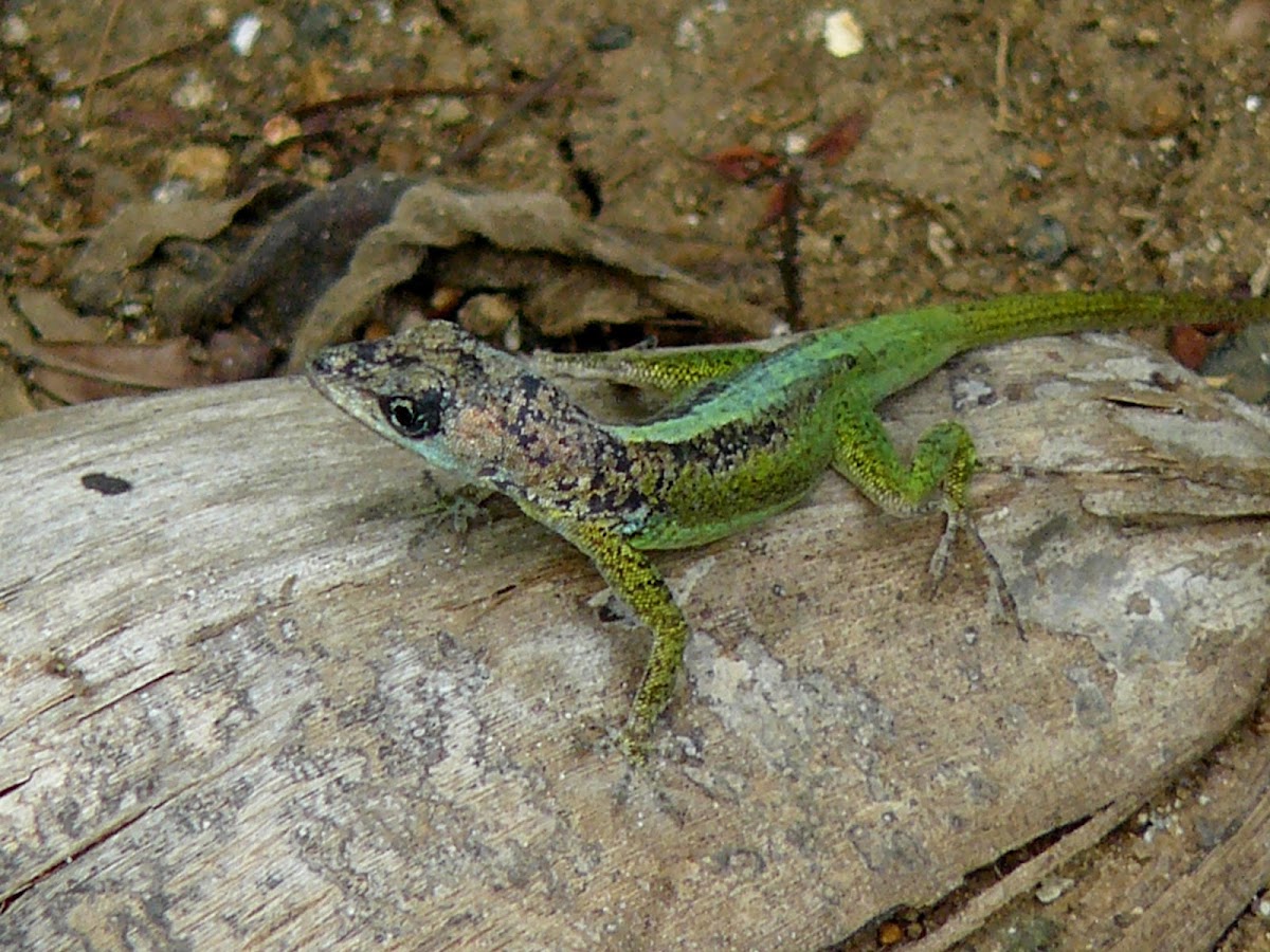 St Lucia Anole