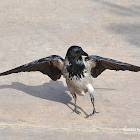 Hooded Crow