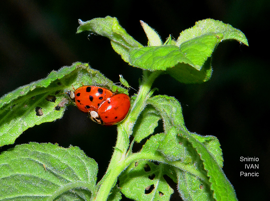 Multicoloured Asian Ladybird