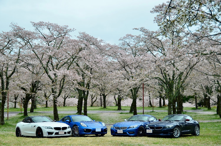 Z4 ロードスターの桜とコラボ・サクラと愛車・オープンカーのある生活・お友達に感謝・写真が好きな人と繋がりたいに関するカスタム事例の投稿画像5枚目