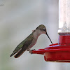 Hummingbird (female)