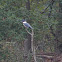 Belted Kingfisher