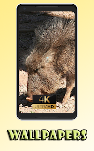 Peccarry cute animal litle Wallpaper 1.0 APK + Mod (Unlimited money) إلى عن على ذكري المظهر