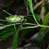 Katydid