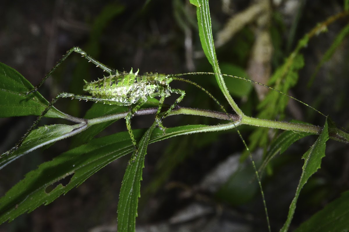 Katydid