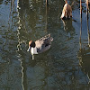 Northern Pintail