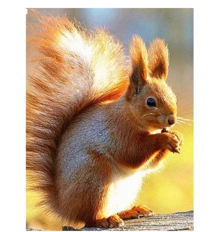 Title 4, Squirrel Eating Pine Cones on Tree Canvas Paint...