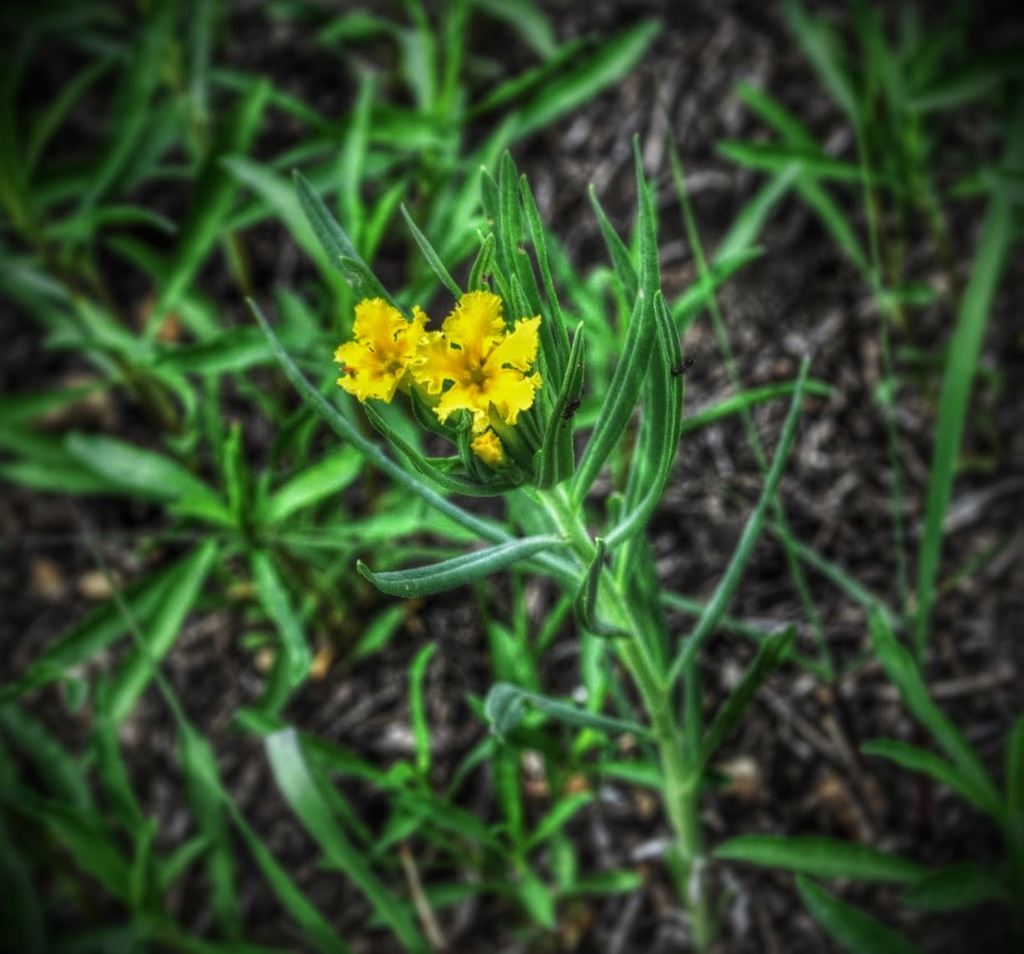 Fringed Puccoon