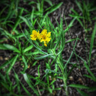 Fringed Puccoon