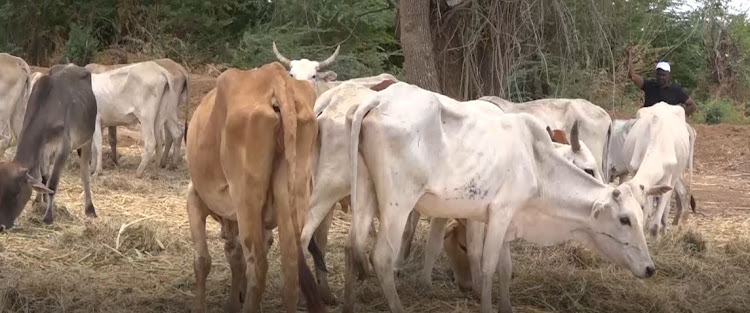 Cows eating dry hay in Kamuthe, Fafi subcounty of Garissa on Wednesday, October 5.