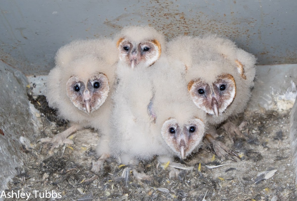 Barn Owls, 32 days old