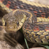 Plains Garter Snake