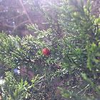 Multicolored Asian Lady Beetle