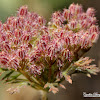 American Wild Carrot