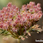 American Wild Carrot