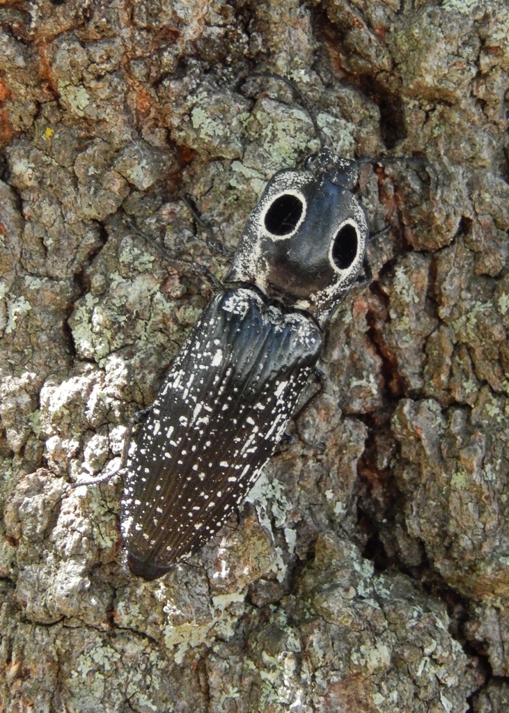 Eastern-Eyed Click Beetle