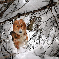 Discendo dal lupo siberiano di 